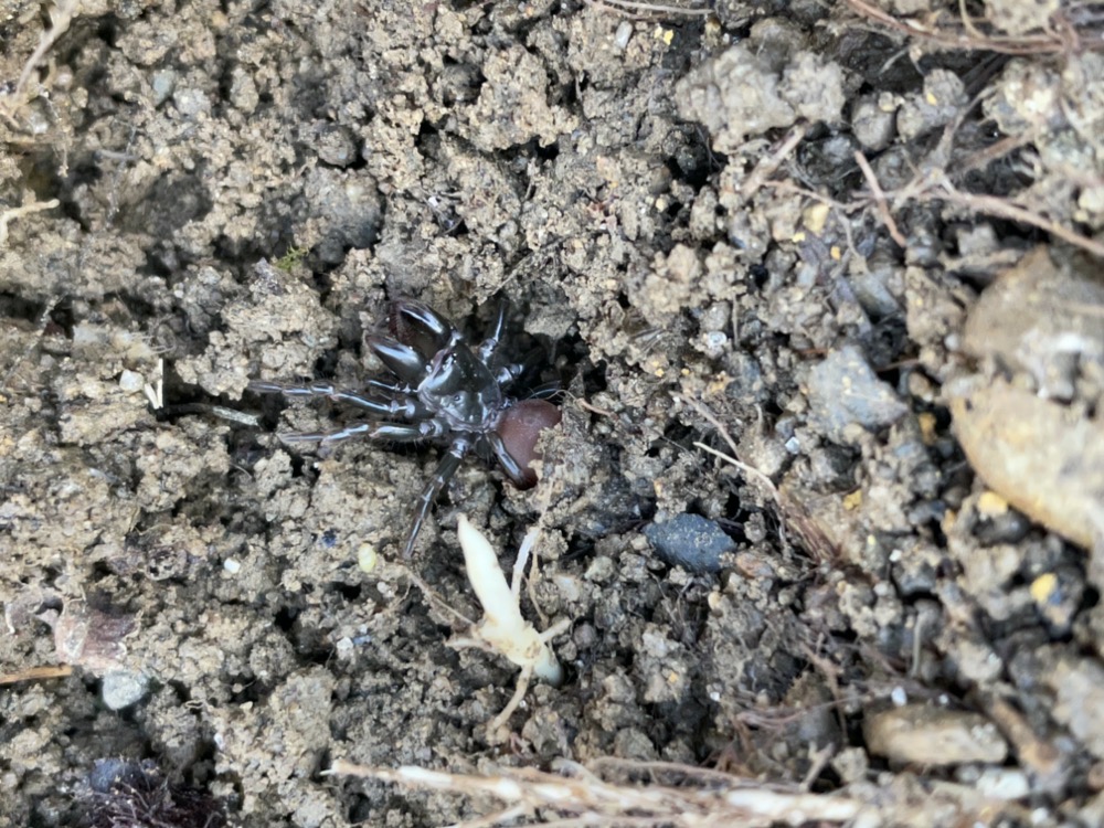 土の中にいたクモ